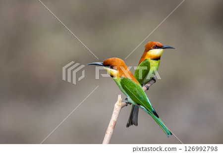 Chestnut-headed Bee-eater on the branch close up shot. 126992798