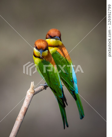 Chestnut-headed Bee-eater on the branch close up shot. Chestnut-headed Bee-eater on the branch close up shot. 126992799