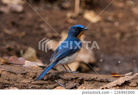 Indochinese Blue Flycatcher on the branch animal portrait. Indochinese Blue Flycatcher on the branch animal portrait. 126992800