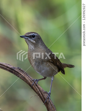 Siberian Rubythroat on the branch animal portrait. 126992827
