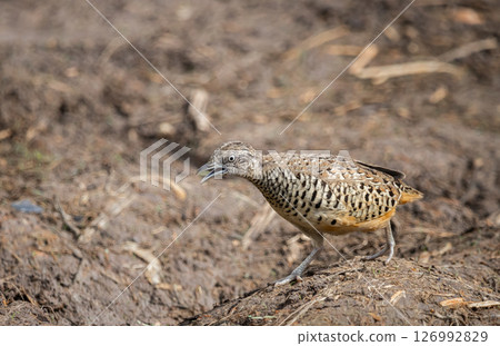 Barred Buttonquail It is a resident bird that can be found in Thailand and Southeast Asia. Barred Buttonquail It is a resident bird that can be found in Thailand and Southeast Asia. 126992829