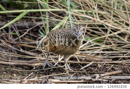Barred Buttonquail that can be found in the fields of Thailand. Barred Buttonquail that can be found in the fields of Thailand. 126992830