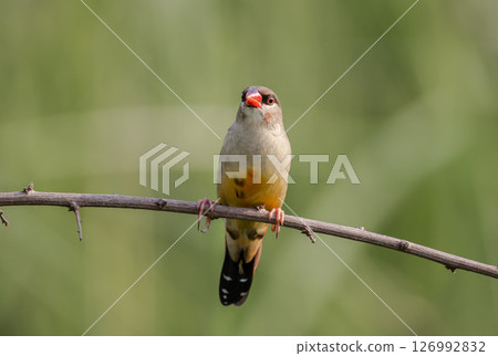 Red avadavat It is a small bird in the bird family. This bird is found in open fields and grasslands in tropical Asia. Red avadavat It is a small bird in the bird family. This bird is found in open fields and grasslands in tropical Asia. 126992832