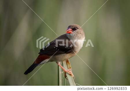 Red avadavat  It is a small bird in the bird family. This bird is found in open fields and grasslands in tropical Asia. 126992833