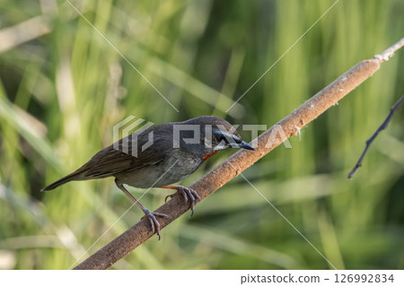 Siberian Rubythroat on the branch animal portrait. Siberian Rubythroat on the branch animal portrait. 126992834