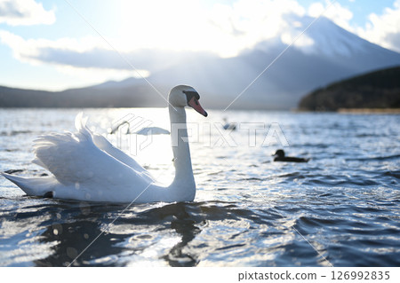 <Yamanashi Prefecture> Swans and Mt. Fuji 126992835
