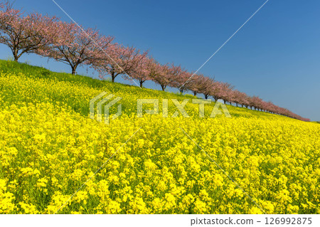 栃木縣小山市:思川櫻花堤位於間間田區和乙女區之間,沿著思川河蜿蜒而上。山坡上,一排原生的思川櫻花樹和一片油菜花田交相輝映。 栃木縣小山市:思川櫻花堤位於間間田區和乙女區之間,沿著思川河蜿蜒而上。山坡上,一排原生的思川櫻花樹和一片油菜花田交相輝映。 126992875