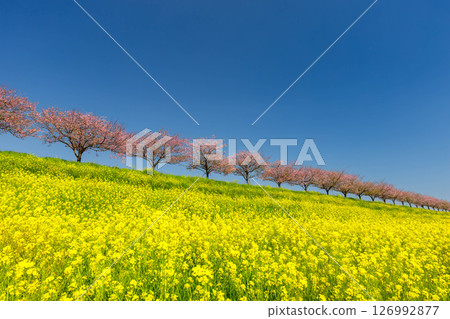 Oyama City, Tochigi Prefecture: The Omoigawa cherry blossom banks that run along the Omoigawa River between the Mamada and Otome districts. A row of native Omoigawa cherry trees and a field of rapeseed flowers on the slopes. Oyama City, Tochigi Prefecture: The Omoigawa cherry blossom banks that run along the Omoigawa River between the Mamada and Otome districts. A row of native Omoigawa cherry trees and a field of rapeseed flowers on the slopes. 126992877