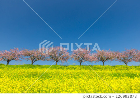 Oyama City, Tochigi Prefecture: The Omoigawa cherry blossom banks that run along the Omoigawa River between the Mamada and Otome districts. A row of native Omoigawa cherry trees and a field of rapeseed flowers on the slopes. 126992878