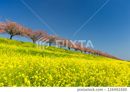 Oyama City, Tochigi Prefecture: The Omoigawa cherry blossom banks that run along the Omoigawa River between the Mamada and Otome districts. A row of native Omoigawa cherry trees and a field of rapeseed flowers on the slopes. Oyama City, Tochigi Prefecture: The Omoigawa cherry blossom banks that run along the Omoigawa River between the Mamada and Otome districts. A row of native Omoigawa cherry trees and a field of rapeseed flowers on the slopes. 126992880