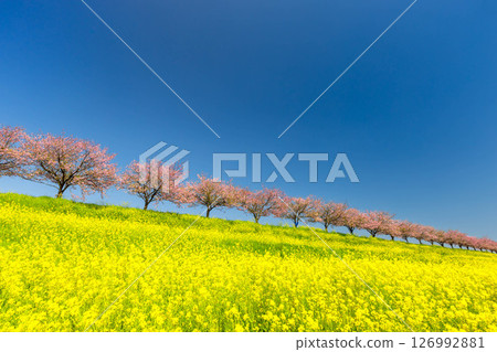 Oyama City, Tochigi Prefecture: The Omoigawa cherry blossom banks that run along the Omoigawa River between the Mamada and Otome districts. A row of native Omoigawa cherry trees and a field of rapeseed flowers on the slopes. 126992881