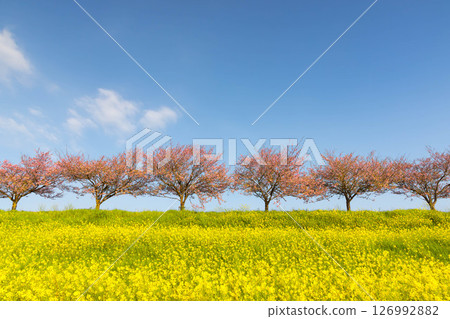Oyama City, Tochigi Prefecture: The Omoigawa cherry blossom banks that run along the Omoigawa River between the Mamada and Otome districts. A row of native Omoigawa cherry trees and a field of rapeseed flowers on the slopes. Oyama City, Tochigi Prefecture: The Omoigawa cherry blossom banks that run along the Omoigawa River between the Mamada and Otome districts. A row of native Omoigawa cherry trees and a field of rapeseed flowers on the slopes. 126992882