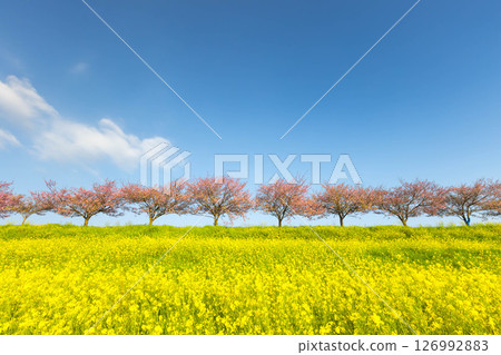 Oyama City, Tochigi Prefecture: The Omoigawa cherry blossom banks that run along the Omoigawa River between the Mamada and Otome districts. A row of native Omoigawa cherry trees and a field of rapeseed flowers on the slopes. Oyama City, Tochigi Prefecture: The Omoigawa cherry blossom banks that run along the Omoigawa River between the Mamada and Otome districts. A row of native Omoigawa cherry trees and a field of rapeseed flowers on the slopes. 126992883