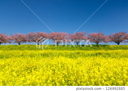 Oyama City, Tochigi Prefecture: The Omoigawa cherry blossom banks that run along the Omoigawa River between the Mamada and Otome districts. A row of native Omoigawa cherry trees and a field of rapeseed flowers on the slopes. 126992885