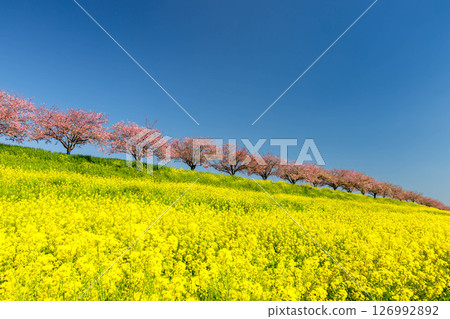栃木縣小山市：思川櫻花堤位於間間田區和乙女區之間，沿著思川河蜿蜒而上。山坡上，一排原生的思川櫻花樹和一片油菜花田交相輝映。 126992892