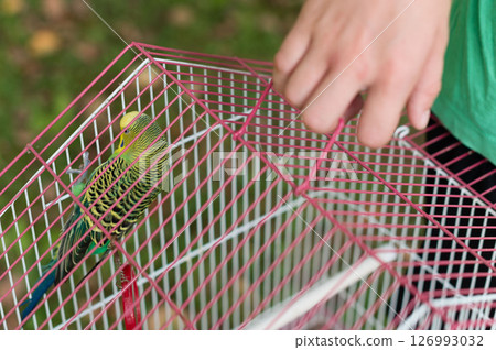 A budgie in a pink cage, a hand gently opening the door. A moment of release or gentle care. A budgie in a pink cage, a hand gently opening the door. A moment of release or gentle care. 126993032