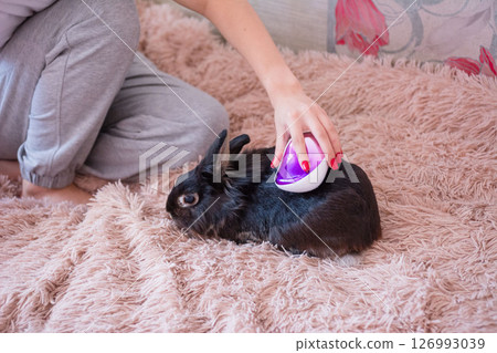 Woman grooming her pet rabbit on a fluffy blanket. Gentle care and bonding moment. 126993039