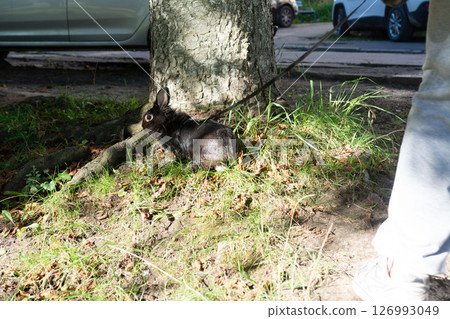 Black rabbit on a leash near a tree in a park. 126993049