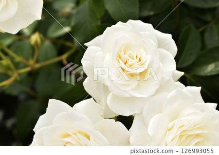 Pure white spring rose 126993055