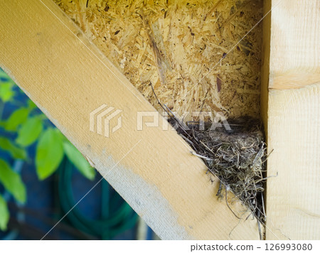 Bird Nest in Wood Structure 126993080