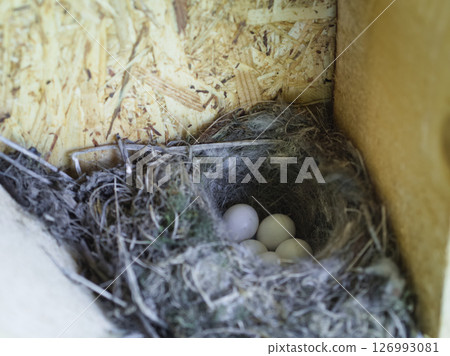 Bird Nest with Eggs 126993081