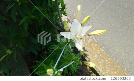 白百合花喇叭百合 白百合花喇叭百合 126993203