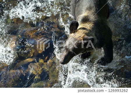 <Hokkaido> Wild brown bears <Hokkaido> Wild brown bears 126993262