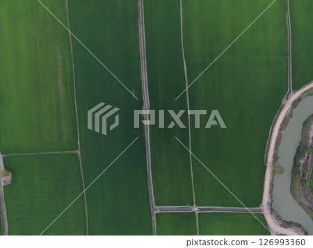 Green rice Fileds aerial top view Thailand countryside landscape 126993360