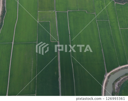 Green rice Fileds aerial top view Thailand countryside landscape 126993361