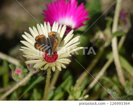 Livingstone daisy and a copper butterfly drinking nectar Livingstone daisy and a copper butterfly drinking nectar 126993364