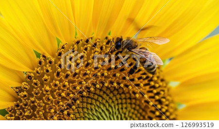 Bee on Sunflower, Closeup View 126993519