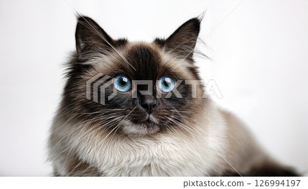 Stunning Bicolor Ragdoll Kitten Posing Gracefully Against a Minimalist Backdrop, Showcasing Vibrant Blue Coat and Glistening Whiskers in High Resolution. 126994197
