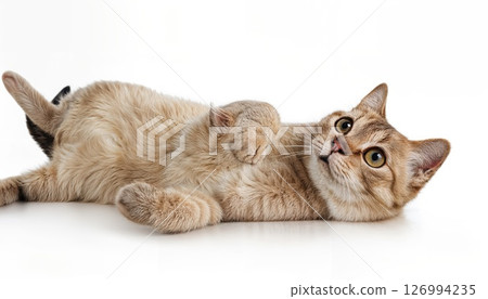 Relaxed Beige Cat Rolling Playfully on Isolated White Background A Captivating Portrait of a Fluffy Companion Basking in Serene Bliss and Radiating Warmth 126994235