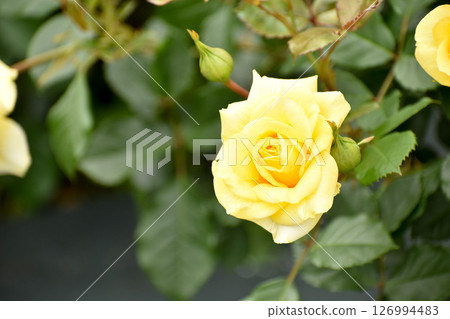 Gorgeous yellow spring roses 126994483