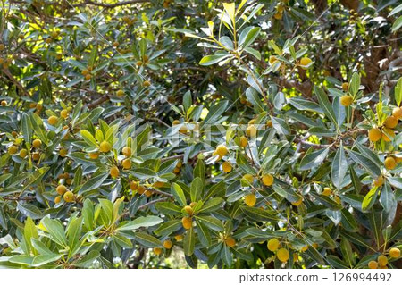 長久保綠色公園的楊梅樹 126994492