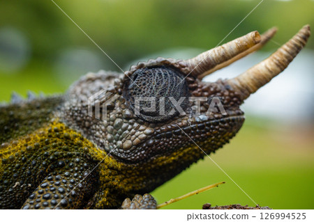 Kenya Photographers By Antony Trivet Photography 126994525