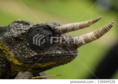 Kenya Photographers By Antony Trivet Photography Kenya Photographers By Antony Trivet Photography 126994526