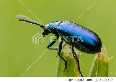 Kenya Photographers By Antony Trivet Photography Kenya Photographers By Antony Trivet Photography 126994542