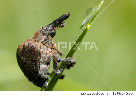 Kenya Photographers By Antony Trivet Photography Kenya Photographers By Antony Trivet Photography 126994559