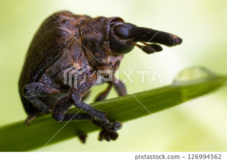 Kenya Photographers By Antony Trivet Photography 126994562