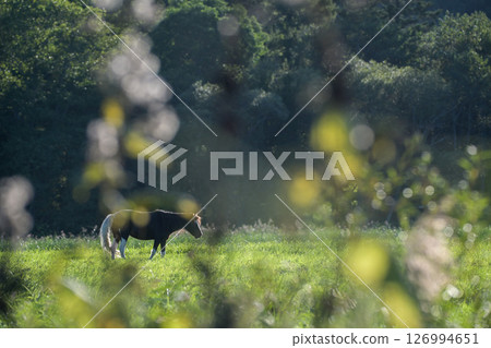 <北海道>夕陽映照下的田野裡的馬 <北海道>夕陽映照下的田野裡的馬 126994651
