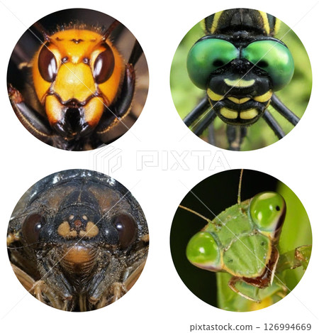 蜜蜂、蜻蜓、蟬和螳螂臉的透明 PNG 圖像 蜜蜂、蜻蜓、蟬和螳螂臉的透明 PNG 圖像 126994669
