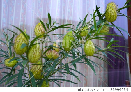 氣球藻 氣球藻 126994984