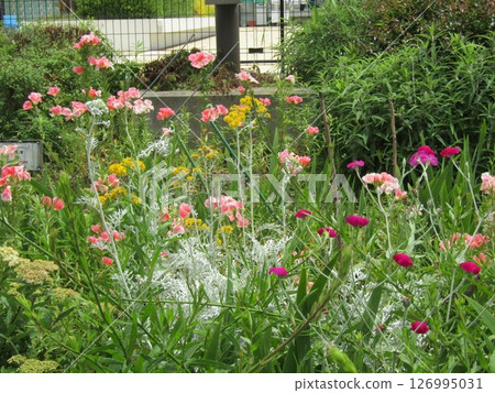 黃色的白雛菊、粉紅色的葛縷子、紅色的天鵝絨草 黃色的白雛菊、粉紅色的葛縷子、紅色的天鵝絨草 126995031