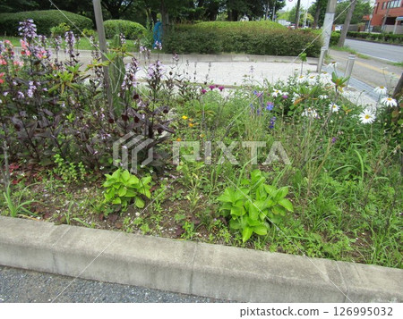 藍色繡球花和釣鐘柳花 126995032