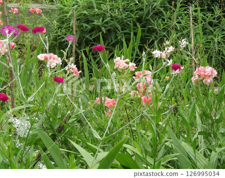 紅色天鵝絨花 粉紅色 Gothetia 花 紅色天鵝絨花 粉紅色 Gothetia 花 126995034