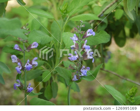 Common sage flowers 126995169