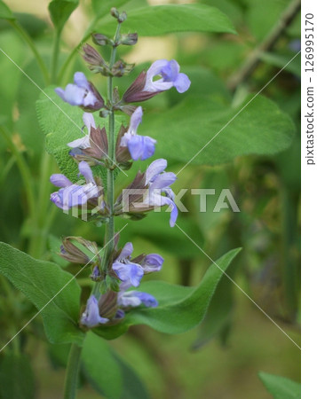 常見的鼠尾草花和葉 126995170
