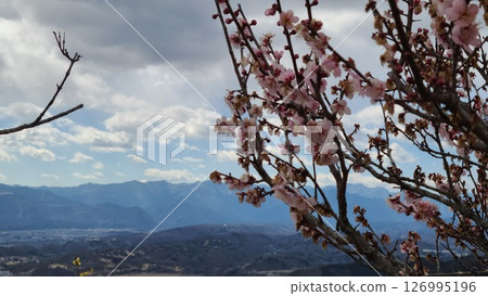 The Arrival of Spring in Japan The Arrival of Spring in Japan 126995196