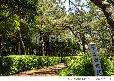 Senbonmatsubara in Numazu City, Shizuoka Prefecture, 126995201
